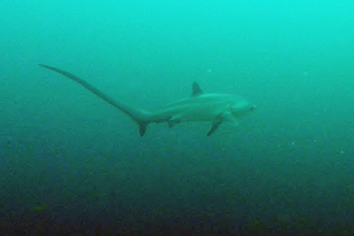 Thresher Shark, Malapascua, Philippines