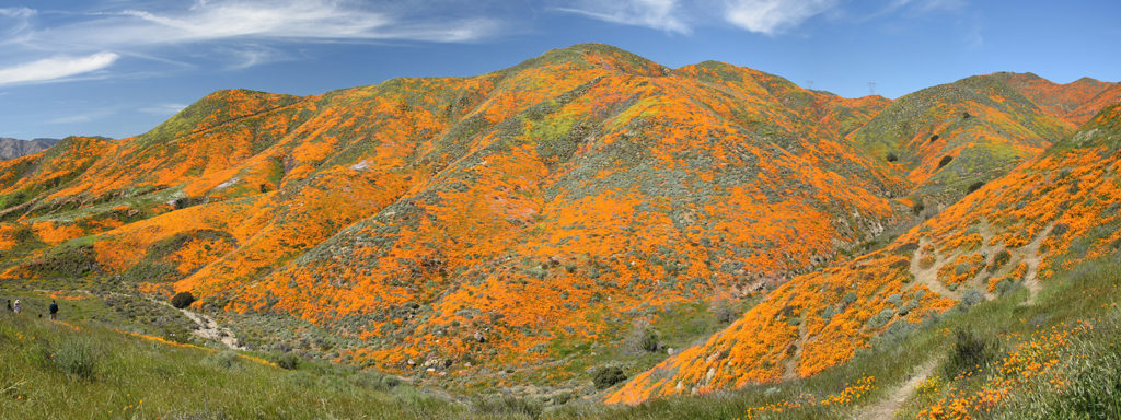 California Wild flower super bloom