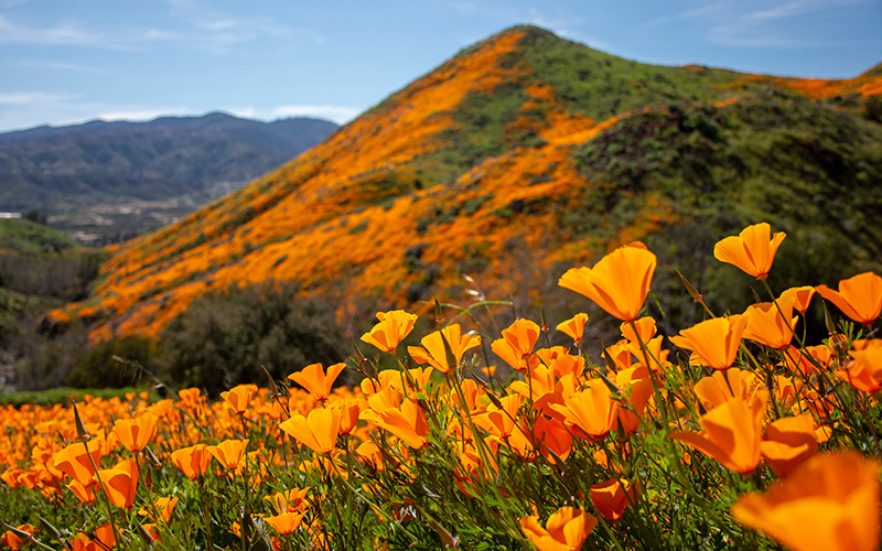 California Super Bloom