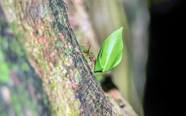 Ant carries green leaf