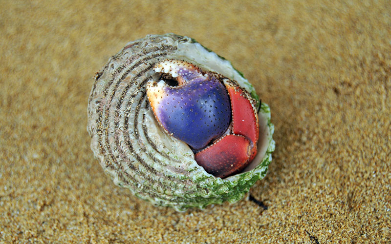 Colorful hermit crab on beach in Bocas del Toro, Panama