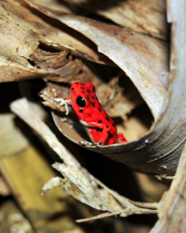 Red Frog, Isla Bastimentos, Panama