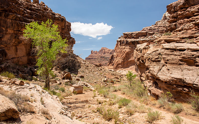 Utah Backcountry