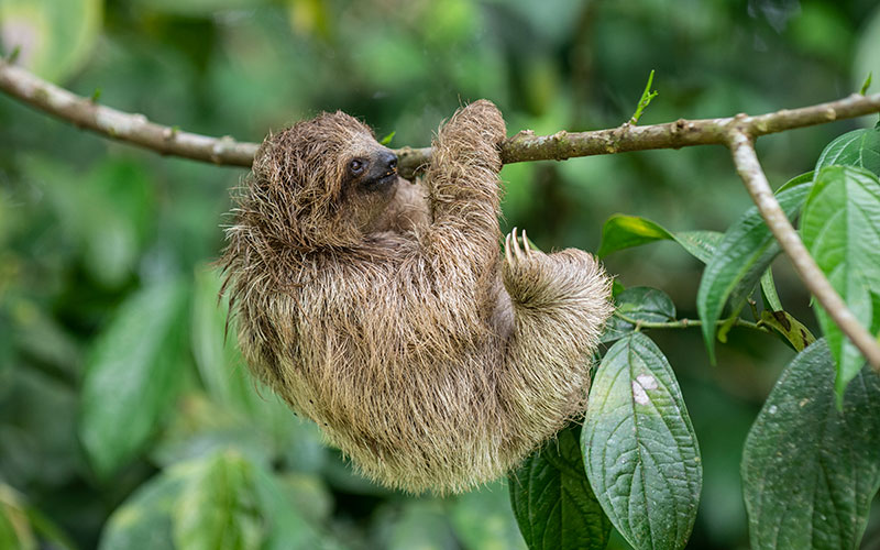 Costa Rica wildlife