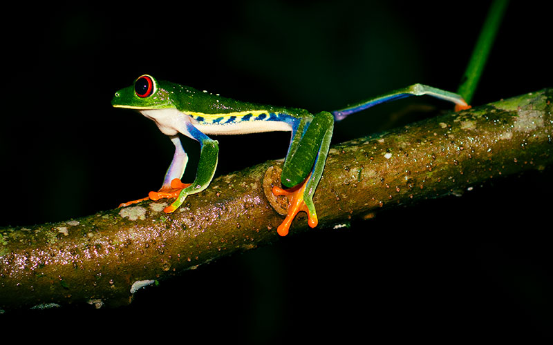 red eye tree frog