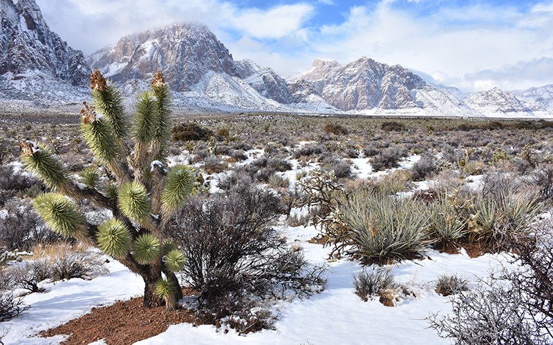 Snowy Las Vegas Desert