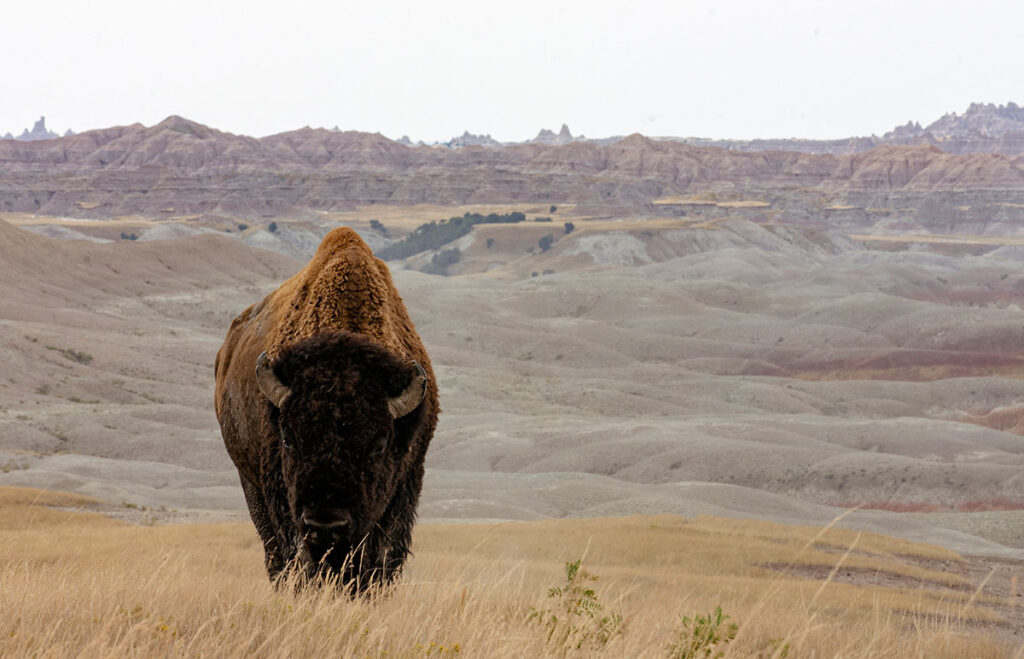 Bison (American Buffalo)  Black Hills & Badlands - South Dakota