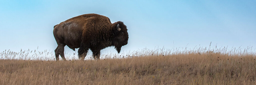 Bison (American Buffalo)  Black Hills & Badlands - South Dakota